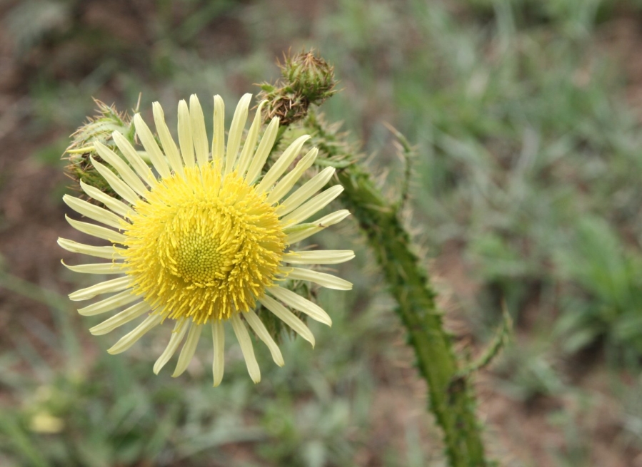 Commercial Property for Sale in La Camargue Private Country Estate North West